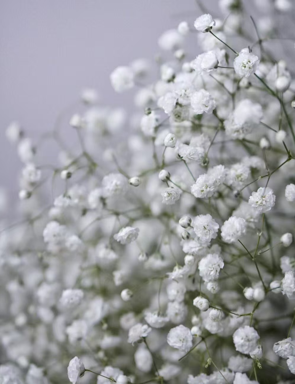 Babybreath white