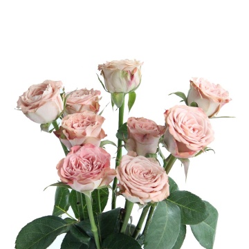 Wholesale Silk with Fresh Cut Cappuccino Roses 60-80 cm, 0.6-0.8 kg, Grade A from Kunming