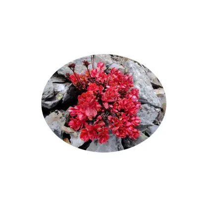 High quality wholesale Pure Natural plant Rhodiola Rosea Extract powder salidroside 3%
