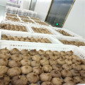 Organic Black Garlic Bulbs Sale