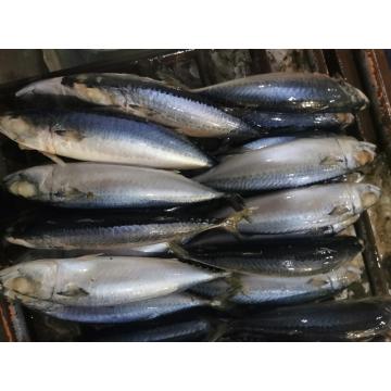 Cheap Price Frozen Pacific Mackerel With Best Quality