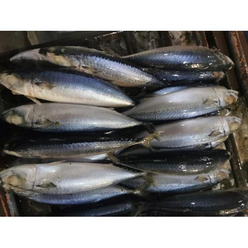 IQF BQF Pacific Mackerel 200-300G 300-500G Scomber Japonicus