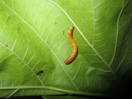 Aquarium Fish Food Alternative