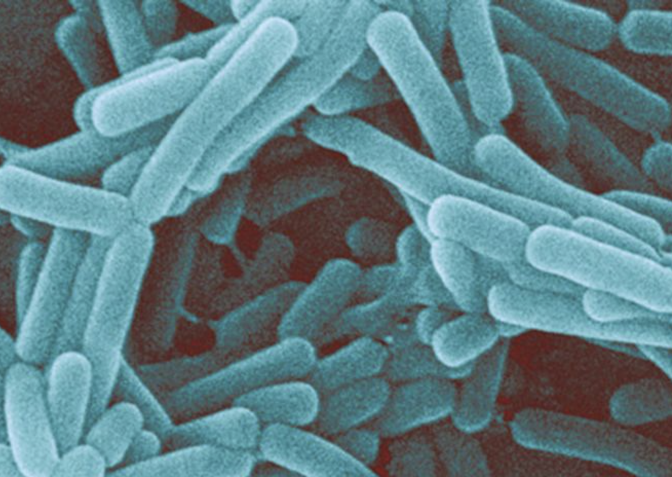 Food Grade Lactobacillus Johnsonii