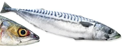 Pacific Mackerel Mackerel Frozen