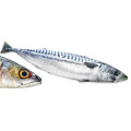 Pacific MacKerel MacKerel Frozen