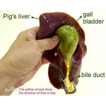 Pig Gallbladder Extract Powder Ox bile Powder
