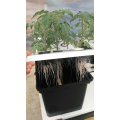 Plastic Bato Bucket Hydroponic Dutch Bucket System