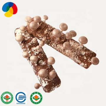 High Quality And High Yield Shiitake Mushroom Spawn