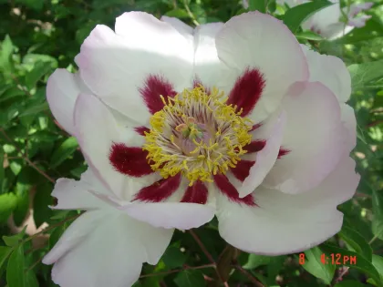 Wholesale Hardy grafted rockii peonies
