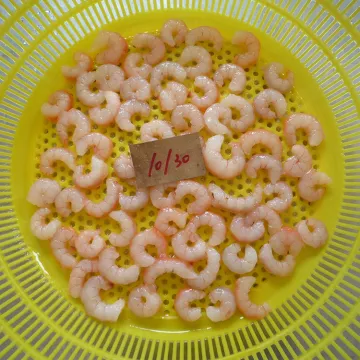 Frozen Peeled Undeveined Argentina Red Pud Shrimp 100200