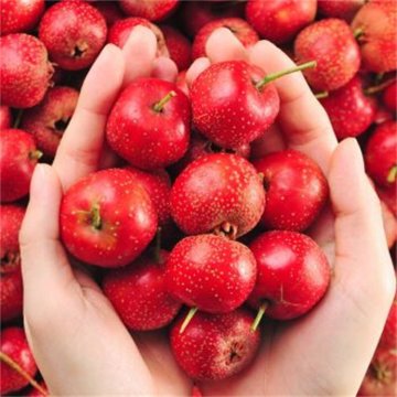 Crataegus Hawthorn Extract Powder 1%-5% Vitexin