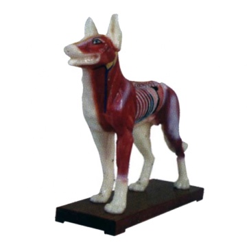 Dog Body Acupuncture Model: Anatomy and Acupoints Diagram in English