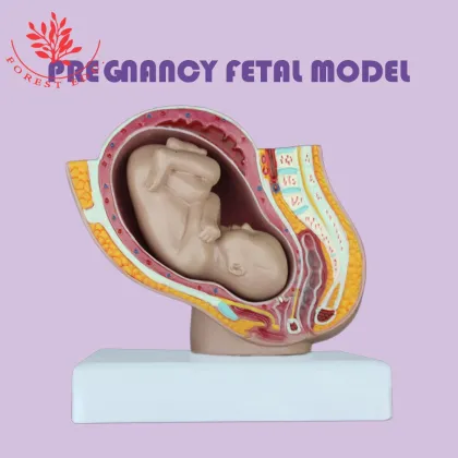 Reproductive Health Medical Science Kits: Pelvic Pregnancy Fetus Model for Obstetrics and Gynecology Study