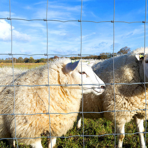 Farma di scherma di capra da 1,8 m di capra