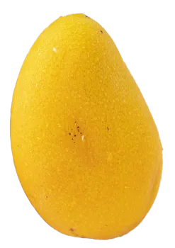 Premium Mango for Premium Fresh Fruit Market