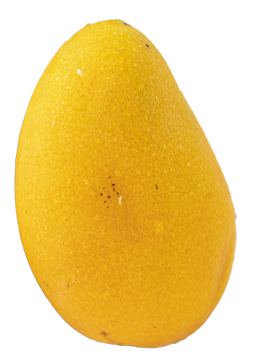 Premium Mango for Premium Fresh Fruit Market