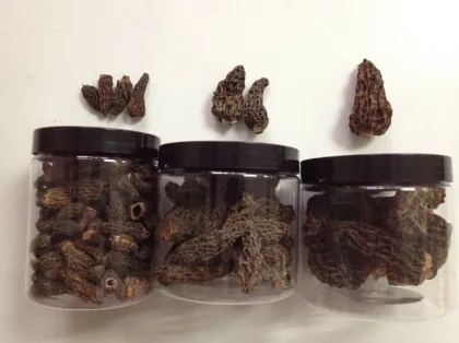Yunnan Wild Fresh Morel Mushrooms Best Price
