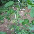 Suporte de planta espiral de tomate galvanizado quente