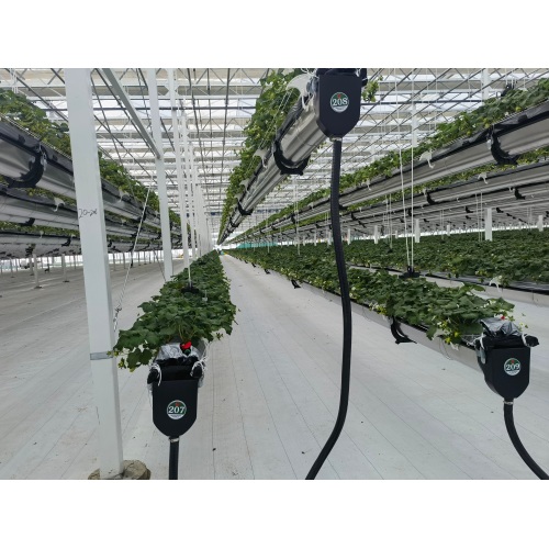 Strawberry Planting Glass Greenhouse