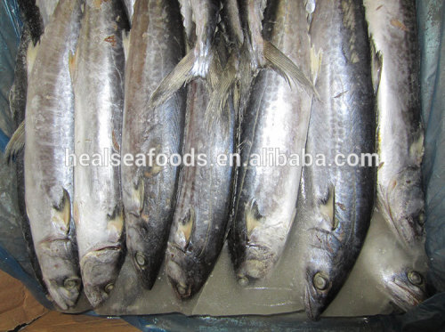 frozen spanish mackerel king fish seer fish