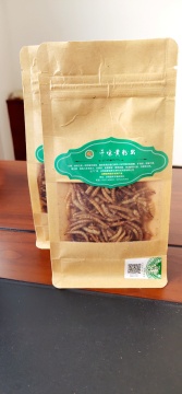 Protein-Rich Tenebrio Molitor for export