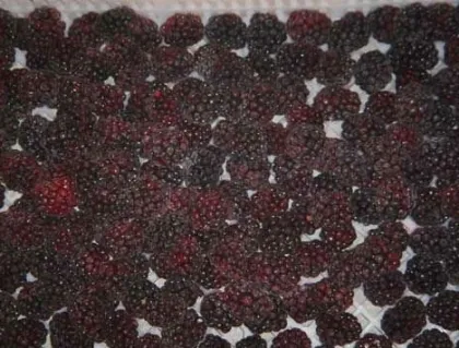 Frozen blackberry