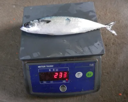 Jack Mackerel All Frozen Mackerel