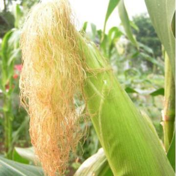 Pure Natural Corn Estigma PE / extrato de seda de milho / Cornsilk PE 10: 1