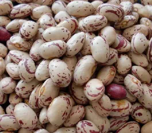 Round Shape Light Speckled Kidney Beans