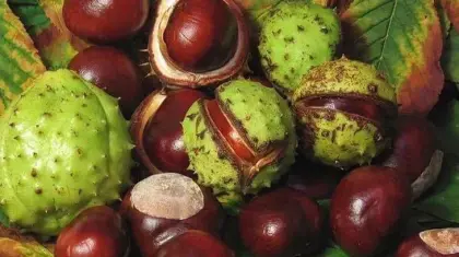 Horse Chestnut Seed Extract For Aesculin and Esculin