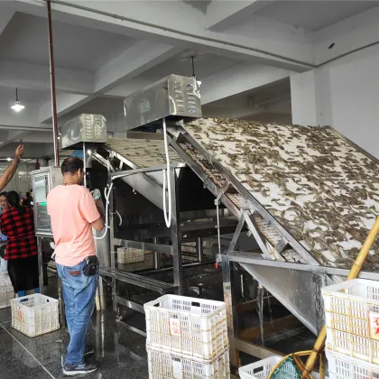 Shrimp And Fish Grading Machine