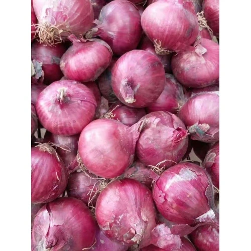 Fresh Red Onions 8cm and up Packing in 10kg/Bag - China Onion, Fresh Onion