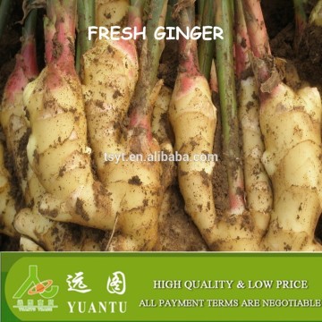 harvester price fresh ginger