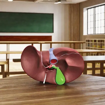 DARHMMY Natural Large Liver Anatomical Model for Medical Science