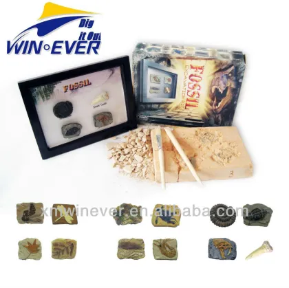 Replica Fossil w/photo frame, 3 assorted.