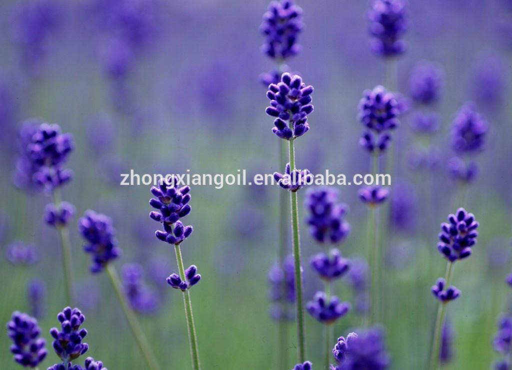 Fornecimento de fábrica Lavanda Essential Oil Forness Preço