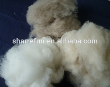 China factory process dehaired and carded cashmere fibres
