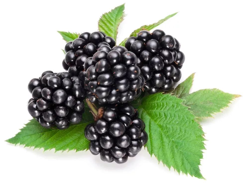 Blackberry Extract