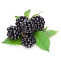 Green natural Blackberry extract