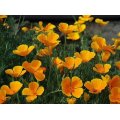 Naturally California Poppy Extract Powder