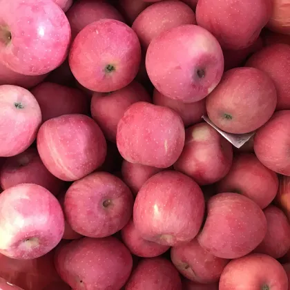 fuji apples Chinese Fuji apples red fuji apples