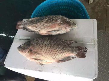 Frozen Tilapia ( Best Offer ) for sale