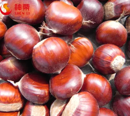 Fresh Chestnut
