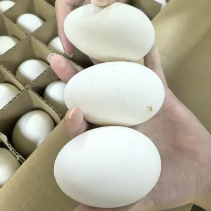 Korean style roasted goose eggs