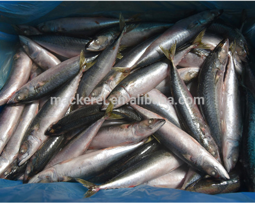 Frozen Whole Round Mackerel Fish For Canned Food, High Quality Frozen Whole  Round Mackerel Fish For Canned Food on