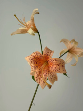 Little Ai spray Lily d'Asie