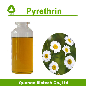 Pyrethrum extract 10:1 pyrethrin 25% for insecticide