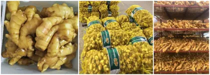 Fresh Ginger in Mesh Bag Pack Fresh Vegetables