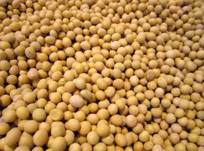 Chinese Fresh Soy bean
